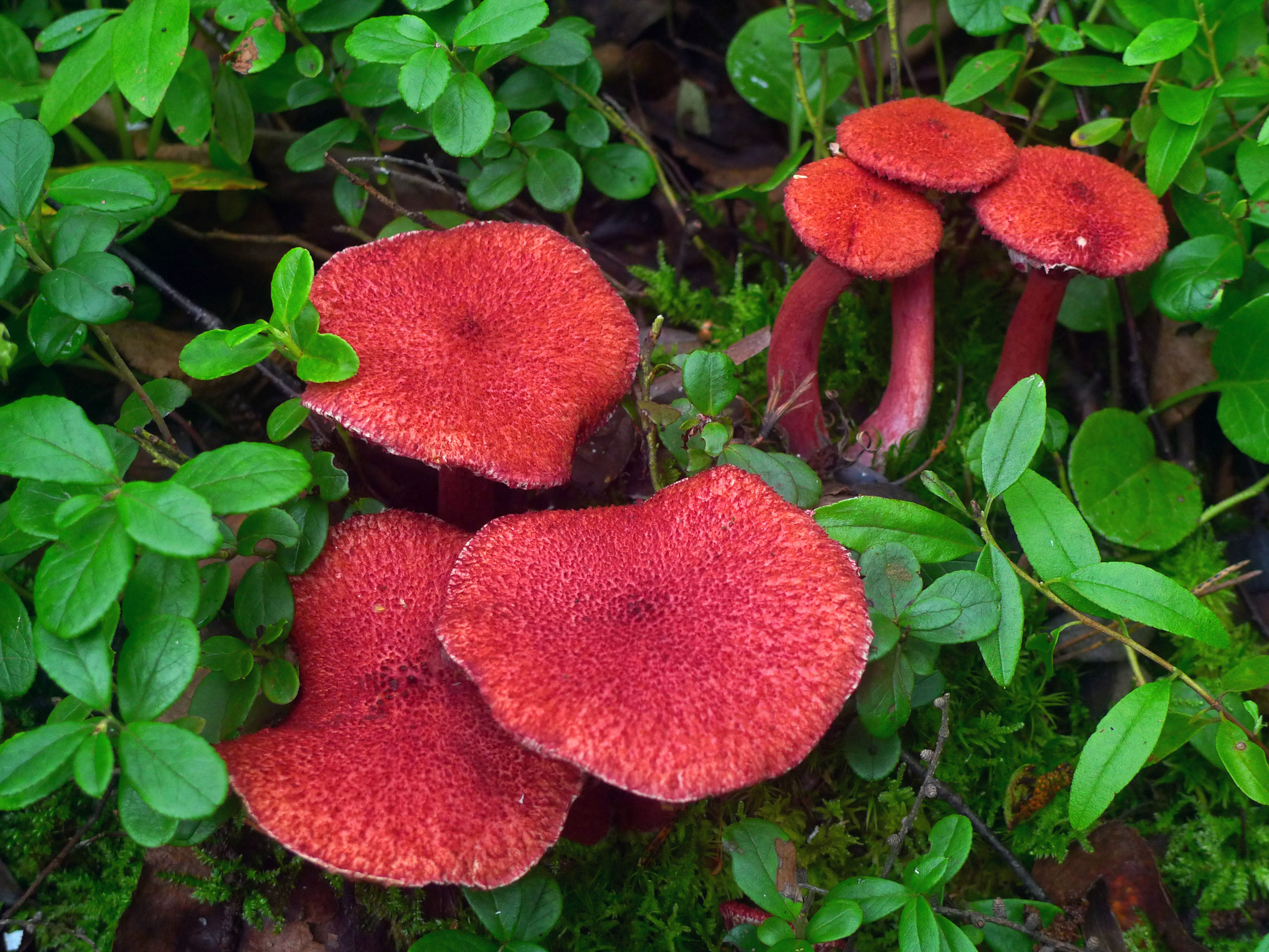 食品、化妆品相关热点资讯！(图3)